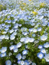 Nemophila menziesii.