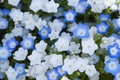 Nemophila menziesii var. integrifolia