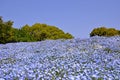 Nemophilas in Showa kinen Park