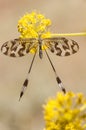 Nemoptera bipennis Thread Winged Lacewing Wood Fairy lovely delicate winged insect and slow-looking dragonfly-like