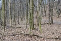 Nemosicka stran forest on the end of winter time, sunlight in branches, way throught amazing natural area