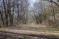 Nemosicka stran forest on the end of winter time, sunlight in branches, way throught amazing natural area