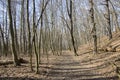 Nemosicka stran forest on the end of winter time, sunlight in branches, way throught amazing natural area