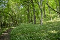 Nemosicka stran, hornbeam forest, interesting magic nature place full of blooming wild bear garlic, path throw the forest