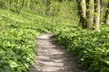 Nemosicka stran, hornbeam forest - interesting magic nature place full of wild bear garlic during the spring time