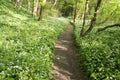 Nemosicka stran, hornbeam forest - interesting magic nature place full of wild bear garlic during the spring time