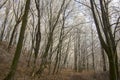 Nemosicka stran, hornbeam forest - interesting magic nature place in winter temperatures, frozen tree branches