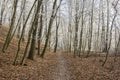 Nemosicka stran, hornbeam forest - interesting magic nature place in winter temperatures, frozen tree branches