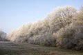 Nemosicka stran, hornbeam forest - interesting magic nature place in winter temperatures, frozen tree branches