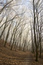 Nemosicka stran, hornbeam forest - interesting magic nature place in winter temperatures, frozen tree branches