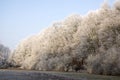 Nemosicka stran, hornbeam forest - interesting magic nature place in winter temperatures, frozen tree branches