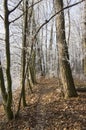 Nemosicka stran, hornbeam forest - interesting magic nature place in winter temperatures, frozen tree branches