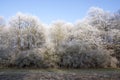 Nemosicka stran, hornbeam forest - interesting magic nature place in winter temperatures, frozen tree branches