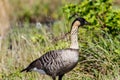 Nene Hawaiian goose Standing; green plants in background.