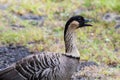 Nene, Hawaiian goose; closeup view of body, mouth open and drooling.