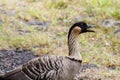 Nene Hawaiian goose standing, mouth open.