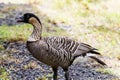 Nene Hawaiian goose standing, mouth open.