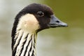 Nene branta sandvicensis Royalty Free Stock Photo