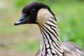 Nene branta sandvicensis Royalty Free Stock Photo