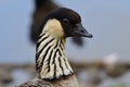 Nene branta sandvicensis Royalty Free Stock Photo