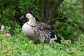 Nene branta sandvicensis Royalty Free Stock Photo
