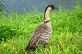 NeNe Goose