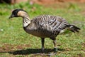 Nene Goose