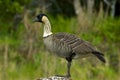 Nene goose