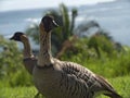 Nene Goose Eating Grass Kauai Hawaii Royalty Free Stock Photo