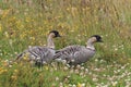 Nene Goose,Hawaiian goose, (Branta Sandvicensis) Big Island Hawaii,USA