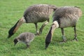 Nene gosling Royalty Free Stock Photo