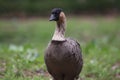 Nene Hawaiian Goose Branta sandvicensis 2