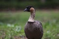 Nene Hawaiian Goose Branta sandvicensis 1