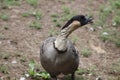 Nene Hawaiian Goose Branta sandvicensis 3