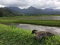 Nene, Hawaiian Goose in Taro Fields in Hanalei Valley on Kauai Island, Hawaii. Royalty Free Stock Photo