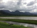 Nene, Hawaiian Goose in Taro Fields in Hanalei Valley on Kauai Island, Hawaii. Royalty Free Stock Photo