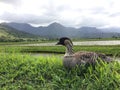 Nene, Hawaiian Goose in Taro Fields in Hanalei Valley on Kauai Island, Hawaii.