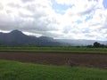 Nene, Hawaiian Goose in Taro Fields in Hanalei Valley on Kauai Island, Hawaii. Royalty Free Stock Photo