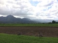 Nene, Hawaiian Goose in Taro Fields in Hanalei Valley on Kauai Island, Hawaii. Royalty Free Stock Photo