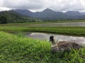 Nene, Hawaiian Goose in Taro Fields in Hanalei Valley on Kauai Island, Hawaii. Royalty Free Stock Photo