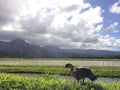 Nene, Hawaiian Goose in Taro Fields in Hanalei Valley on Kauai Island, Hawaii. Royalty Free Stock Photo