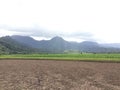 Nene, Hawaiian Goose in Taro Fields in Hanalei Valley on Kauai Island, Hawaii. Royalty Free Stock Photo