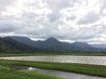 Nene, Hawaiian Goose in Taro Fields in Hanalei Valley on Kauai Island, Hawaii. Royalty Free Stock Photo