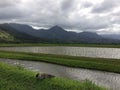 Nene, Hawaiian Goose in Taro Fields in Hanalei Valley on Kauai Island, Hawaii. Royalty Free Stock Photo