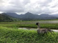 Nene, Hawaiian Goose in Taro Fields in Hanalei Valley on Kauai Island, Hawaii. Royalty Free Stock Photo