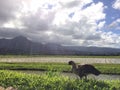 Nene, Hawaiian Goose in Taro Fields in Hanalei Valley on Kauai Island, Hawaii. Royalty Free Stock Photo