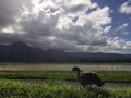 Nene, Hawaiian Goose in Taro Fields in Hanalei Valley on Kauai Island, Hawaii. Royalty Free Stock Photo