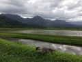 Nene, Hawaiian Goose in Taro Fields in Hanalei Valley on Kauai Island, Hawaii. Royalty Free Stock Photo