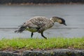 Nene Walking