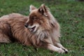 Nenets herding laika dog resting lying on the green grass